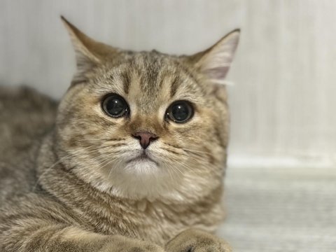 5 aylık dişi british shorthair