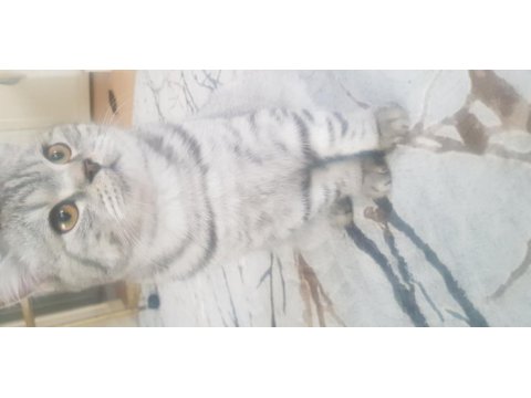 British shorthair oğlumla bir dişiyi takas etmek istiyorum
