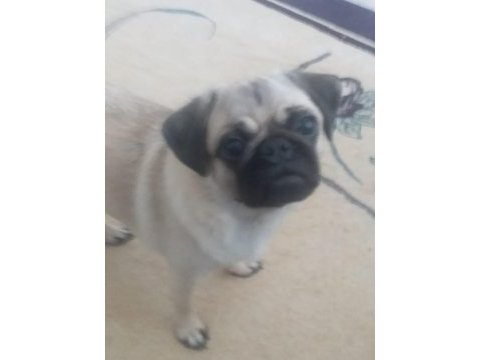 1 yaşında dişi pug