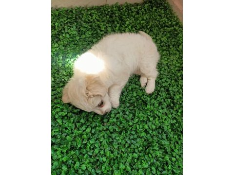 Maltipoo yavrusu