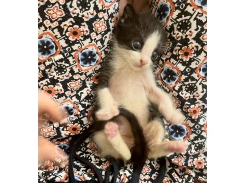 Annesiz dişi yavru kedi ücretsiz sahiplendiriyoruz