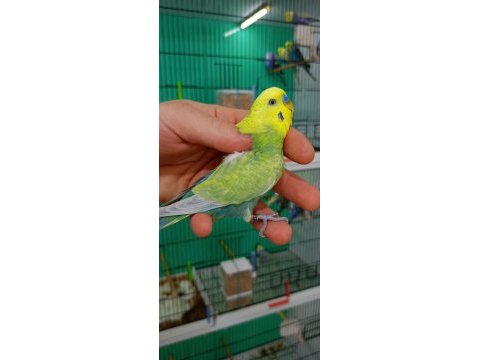 Damızlık erkek rainbow muhabbet kuşu