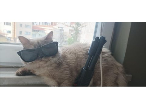 British longhair oğlumuza yeni yuva arıyoruz