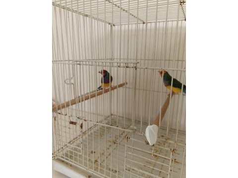 Golden finch
