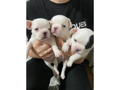 3 erkek french bulldog