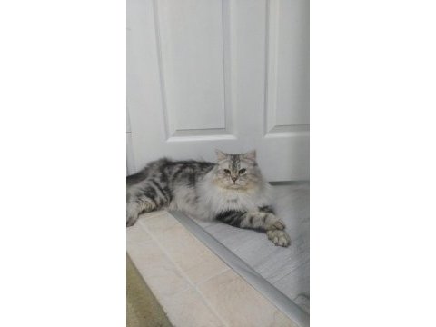 Chinchilla oğlumuza eş arıyoruz