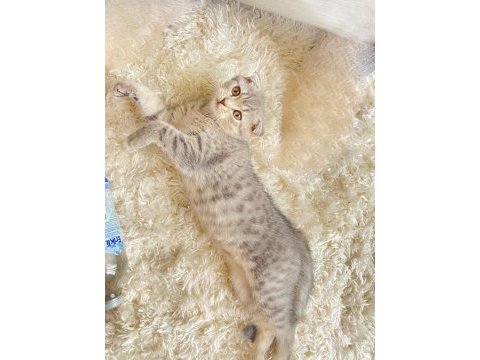 Scottish fold kedilerim yeni yuvalarını arıyorlar