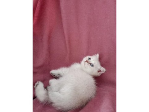 Scottish fold 3 aylık