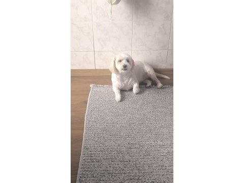 Terrier dişi kısır köpeğimiz