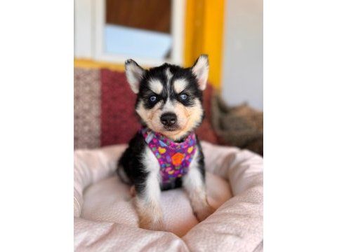 Mükemmel gözleriyle husky sibirya kurdu yavrularımız