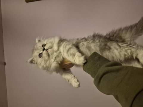 Kedilerimiz çok çok uyguna gidiyorlar