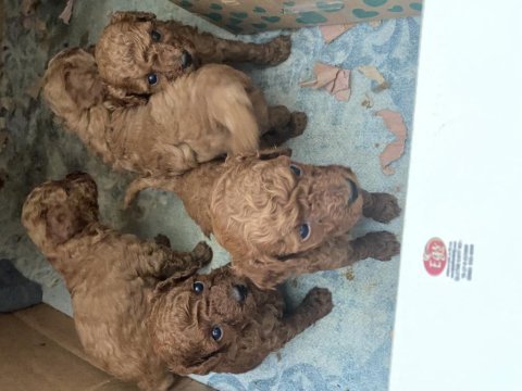 Mersin kore kanı mini poodle 1.sınıf