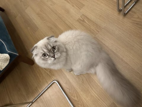 Scottish fold mavi gözlü