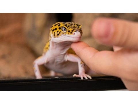 Evcil leopard geckolar