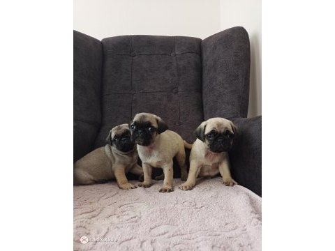 Pug yavrularımız
