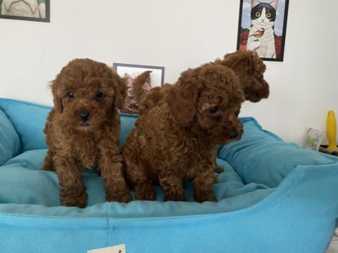 Ultra kalite red brown toy poodle yavrularımız