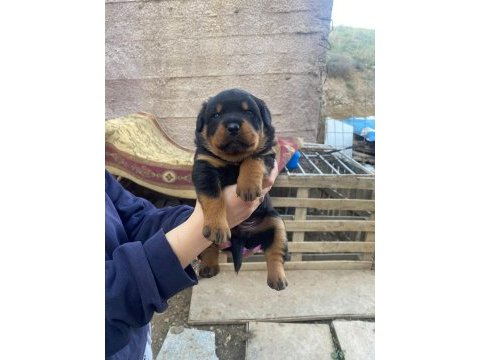 Macar rottweiler bebekler yeni yuvalarını arıyor