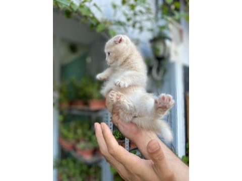 Teslime hazır golden scottish fold erkekler