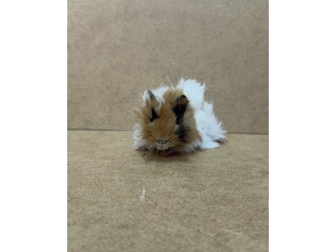 Ginepig yavrusu gün içi gönderim sağlanmaktadır