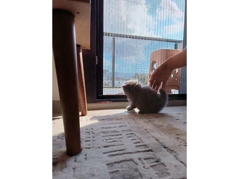 Scottish fold yavrumuz sahiplenilmek istiyor