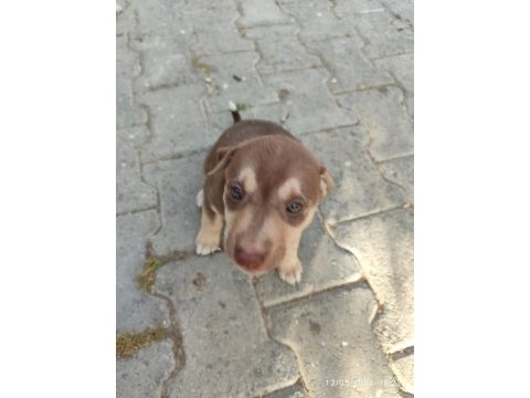 3 dişi yavru köpeğe yuva arıyorum