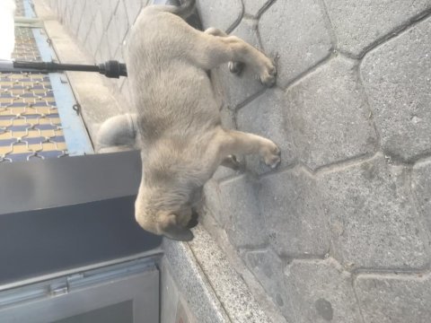 Hakiki kangal yavruları
