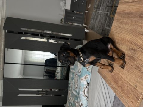 3 dişi harika doberman