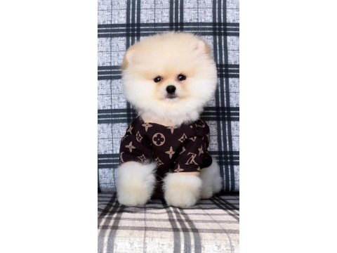 Pomeranian boo
