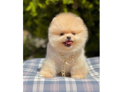 Safkan pomeranian boo bebekler