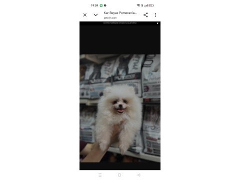 Pomeranian boo dişi 3 aylık