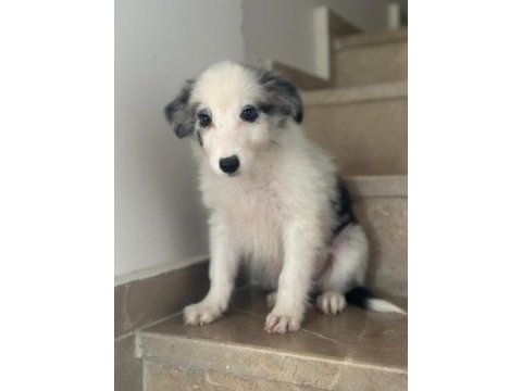 Border collie yavrularımız