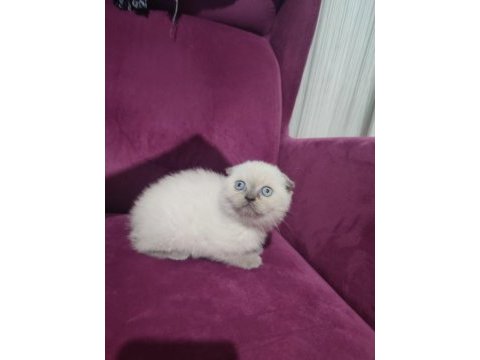 50 günlük scottish fold ve scottish straight yavrular