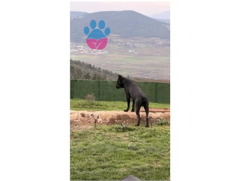 Cane corso köpeğimiz herküle eş arıyoruz