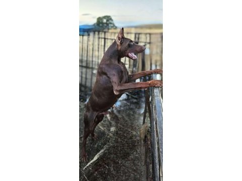Doberman red yavruları