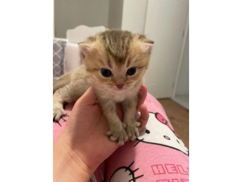 45 günlük dişi scottish fold yavrum