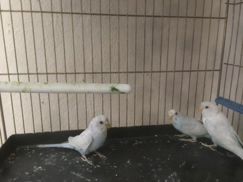Muhabbet kuşlar komple her şey dahil verilecektir