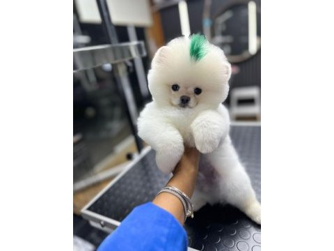 4 aylık üst düzey pomeranian boo yavrularım