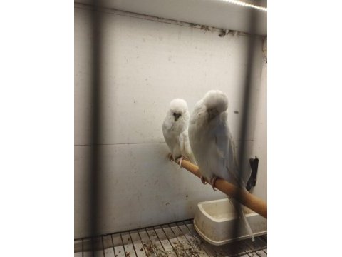 Jumbo ve jumbo kırığı muhabbet kuşu yavrular