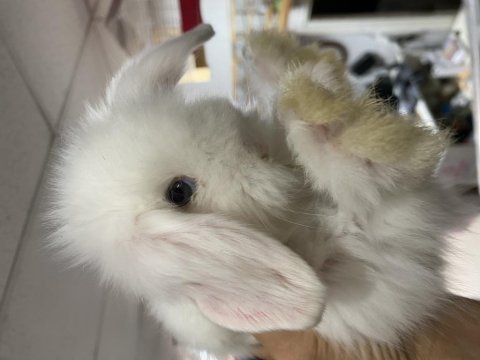 Yavru hollanda lop tavşanlarımız 