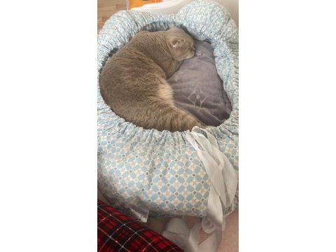 Uysal çok tatlı scottish fold