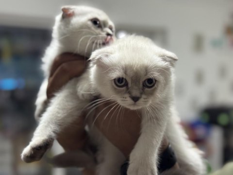 Ankaranın en seçkin scottish fold yavruları