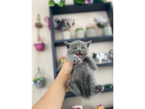 Top kafa panda surat british shorthair bebekler