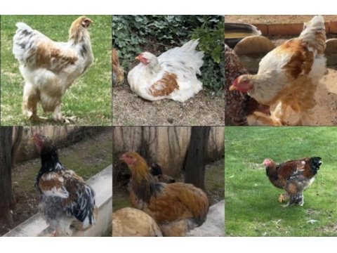Brahma horozlarım sahiplendirilecek