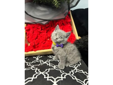 British shorthair yavrumuz