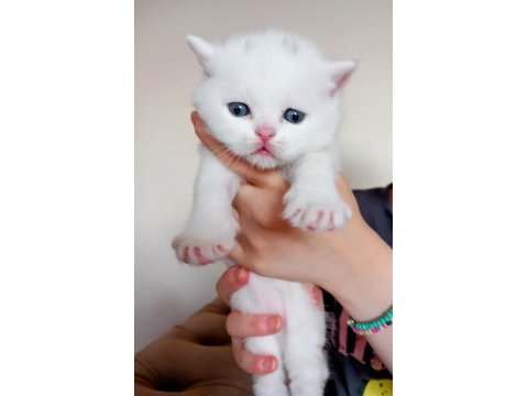 45 günlük british shorthair yavrular