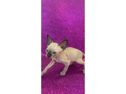 Sphynx sfenks tüysüz dişi erkek yavruları
