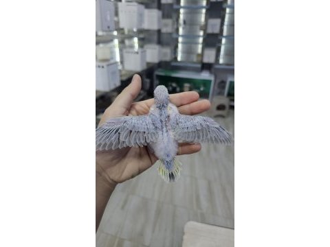 Sezonun son muhabbet bebekleri açıklamayı okuyun