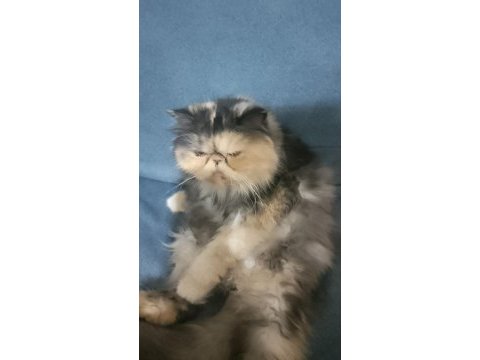 Safkan iran persian yavrular
