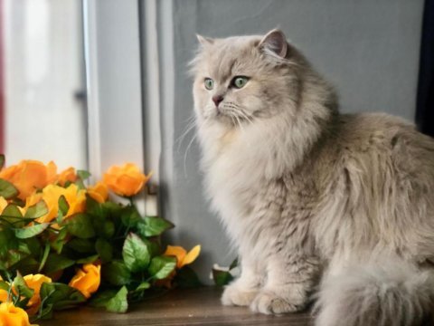 Golden british longhair cy11 erkek