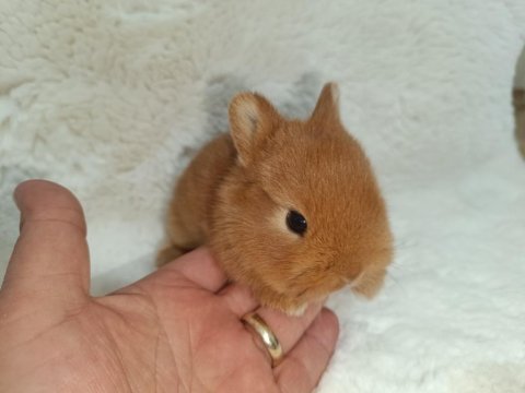 Hollanda lop ve cüce tavşan bebeklerimiz